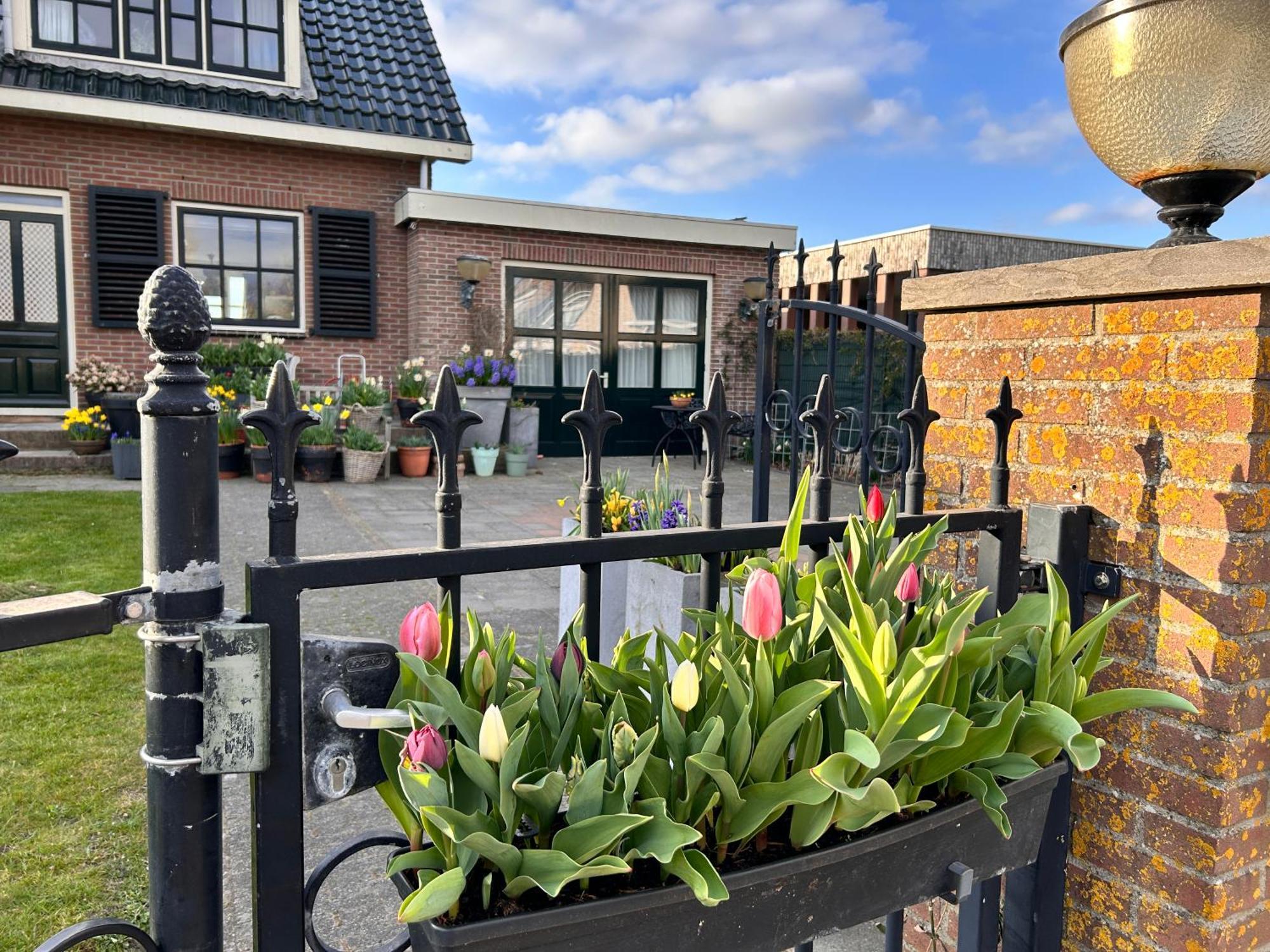 Flowerbed Voorhout Luaran gambar